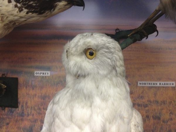 Photo of Osprey and northern harrier