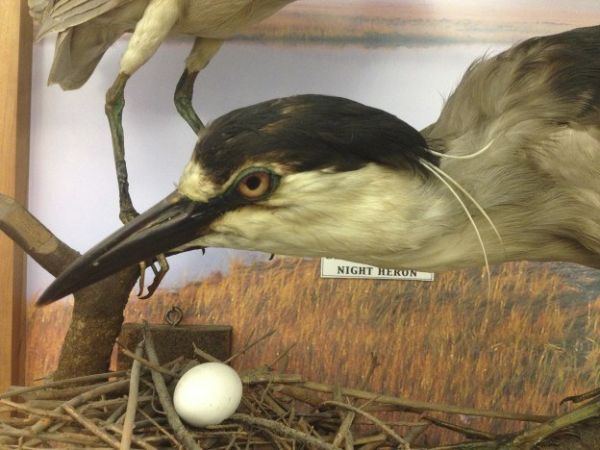 Photo of a Night Heron and nest