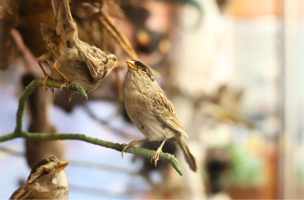 Photo of a taxidermy bird in the lobby case