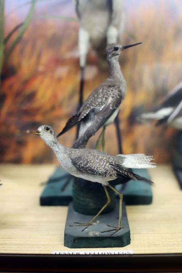 Photo of lesser yellowlegs taxidermy