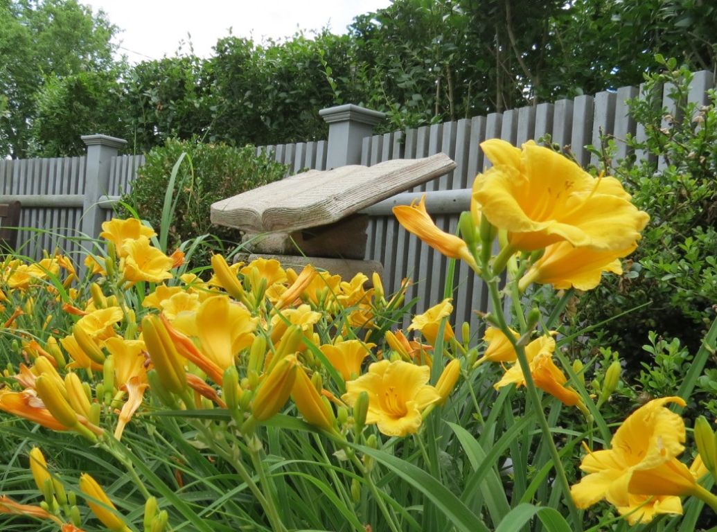 Photo of the book in the front garden of the rowley public library