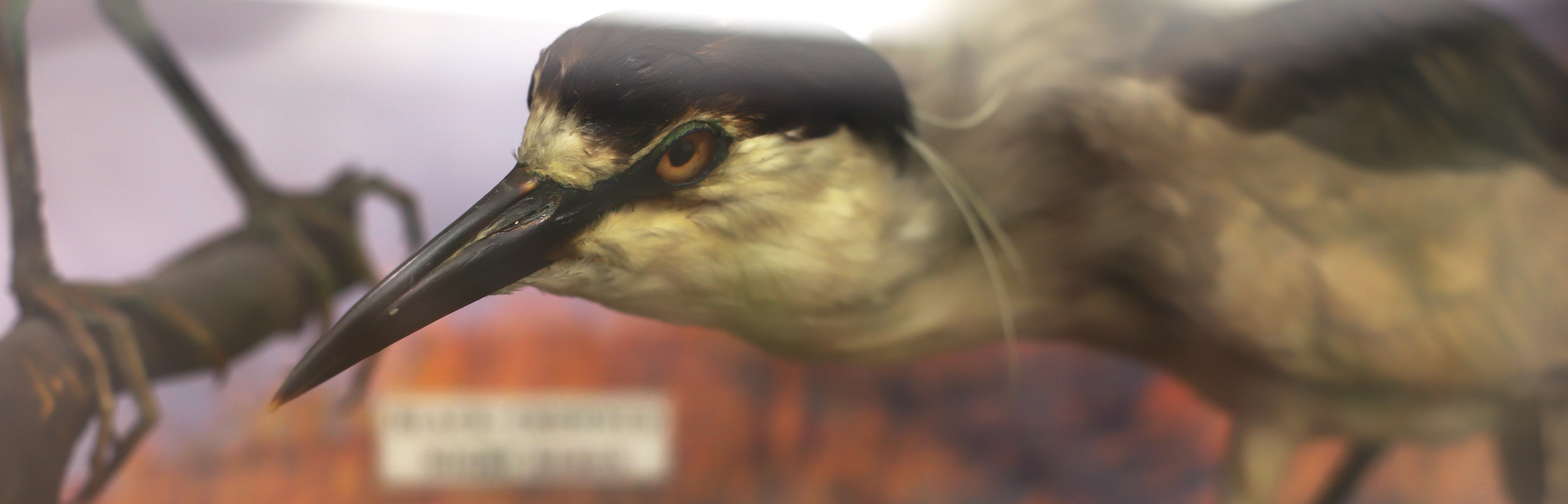 Photo of a taxidermy heron in the lobby